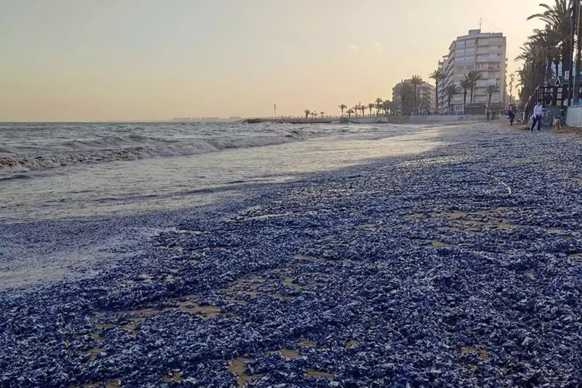 Fırtına sonrası şaşırtan manzara: Turistik plaj denizanası istilasına uğradı